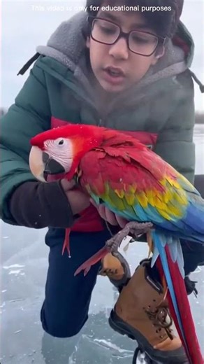 this guy saved a bird #shortsvideo