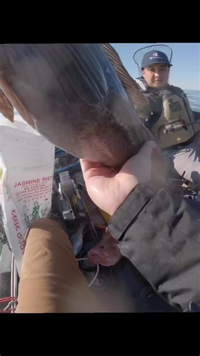 First LINGCOD 🐉🔥 #fy #fish #bigfish #westcoast #ocean