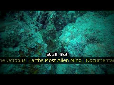 The Octopus: Earth's Most Alien Mind | Documentary