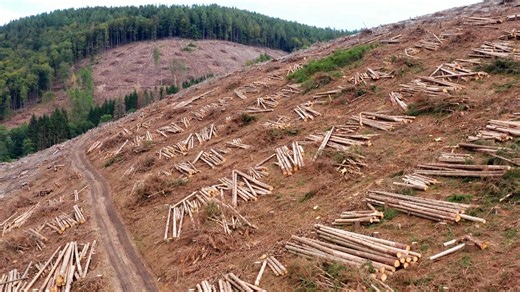 Drone reveals the stark impact of rainforest deforestation