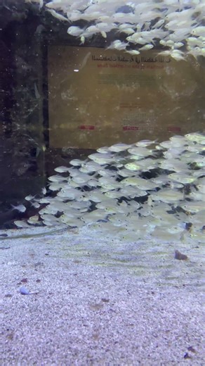 Can You See Through These Fish? 🫥