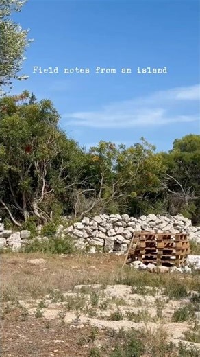 #slowliving #slowvlog #islandlife #fieldnotes #offgrid #mediterraneanlife #shorts