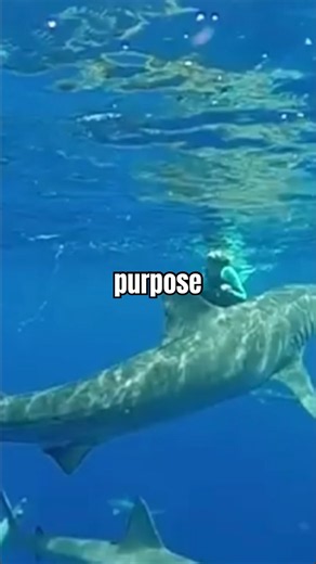 My life’s passion and purpose : sharks 🦈 #savesharks #savetheocean #oneocean #diving #1