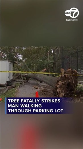 Tree fatally strikes man walking through parking lot
