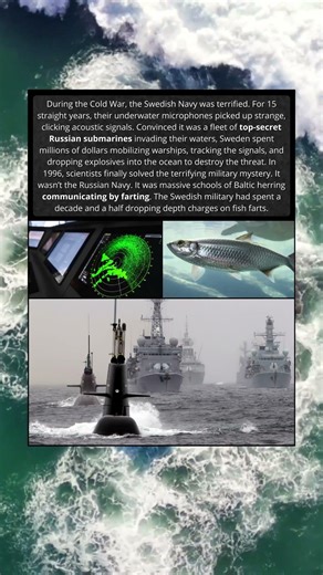 The Navy That Spent Millions Fighting Fish Farts🐟💨