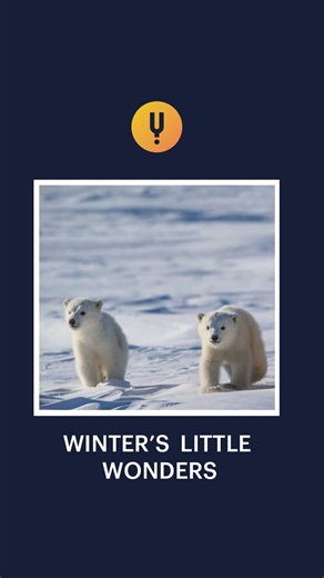 Christmas isn’t just for reindeer and robins. 🐾 Deep in the Arctic, tiny polar bear cubs are spending their first winter snuggled safely with mom. Born blind, nearly hairless, and weighing less than a pound, these cubs grow fast - learning to survive one of the harshest environments on Earth. Cute, cozy, and full of wonder, nature has its own holiday magic. 🎬 Watch Wild Christmas, now streaming on CuriosityStream 📷 Meril Darees / Polar Bears International - Thumbnail Image . . . #WildChristma