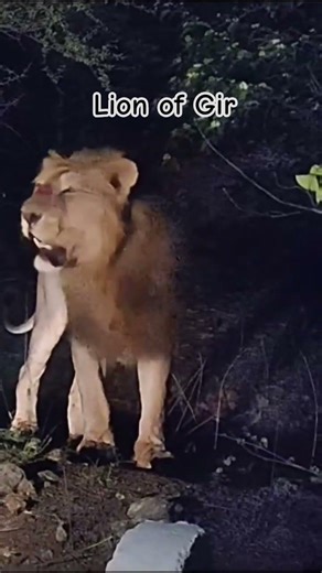 lion on road street | #gir #lion #viral #asiaticlion #wildlife #animalshorts #gir#animalover #shorts