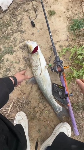 Beautiful carp fish hunting with best fishing techniques!! part 3
