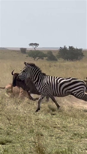 Lion Does Forward Roll to Catch Wildebeest