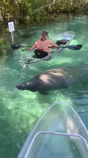 Manatee sightings at Crystal River: always a magical experience✨