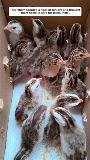 This family adopted a flock of turkeys and brought them home to care for them, then...