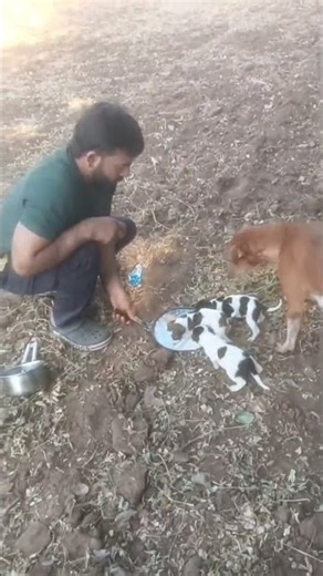 #khajurbhai #singtel# leva#vinti# Khajurbhai# Garam#masala# #bollywood #monkey #cow# Dog#seva#jay#ho