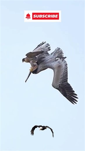 Bald eagle attack | BigBirds #birds #eagle