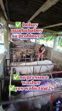 Easy Pig Feeding for Beginners #PigFeed #PigFarm #Pig