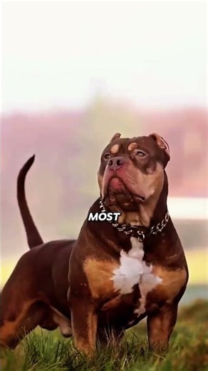 Top 3 Deadliest Dogs in the World | Kangal, Rottweiler & Pitbull