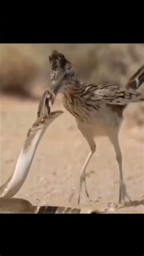 ​"Nature’s Fastest Duel: Roadrunner vs Rattlesnake! 🌵🐍 #Roadrunner #Rattlesnake