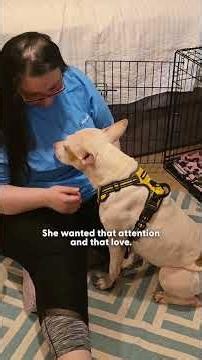 Scared Pittie Learns She’s Safe — And Can’t Stop Happy Wiggling | The Dodo