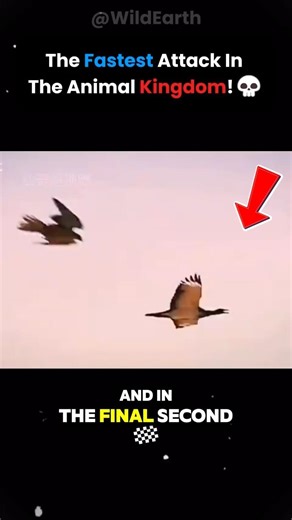 How Falcon Break Necks Of Their Prey!🦅
