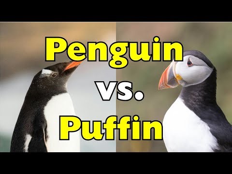 Penguins vs Puffins: Why One Can Fly and the Other Can’t?