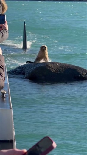 Sea Lion Reaches the Only Rock as an Orca Closes In 🦭🐋