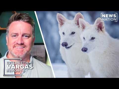 Colossal Biosciences wants to save the DNA of every endangered species | Elizabeth Vargas Reports