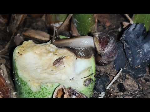 Giant & Baby Snails Eating Bottle Gourd in The Garden