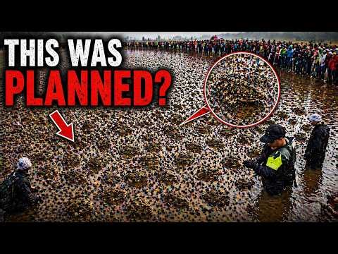 How Australia Secretly Used Ants to Kill BILLIONS of Poisonous Invasive Animals