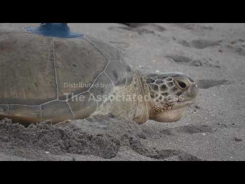 Jurassic the green sea turtle returns to the Atlantic Ocean with tracker