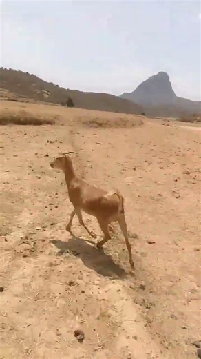 Crazy Goat Attack 😱🐐 | Funny Angry Goat Moment