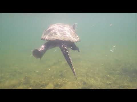 Common Snapping Turtle