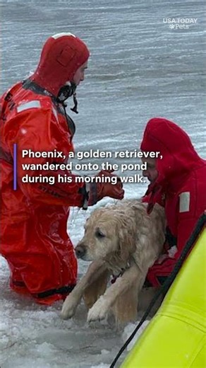Watch dramatic golden retriever rescue from icy pond