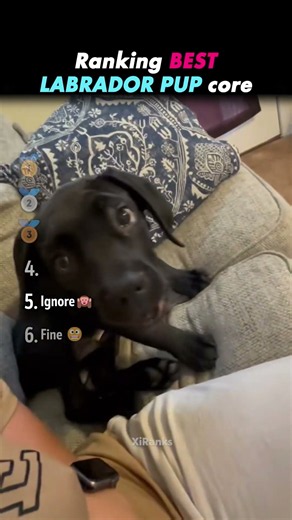 Ranking FUNNIEST LABRADOR RETRIEVER PUPPIES Core!! 🐶😂
