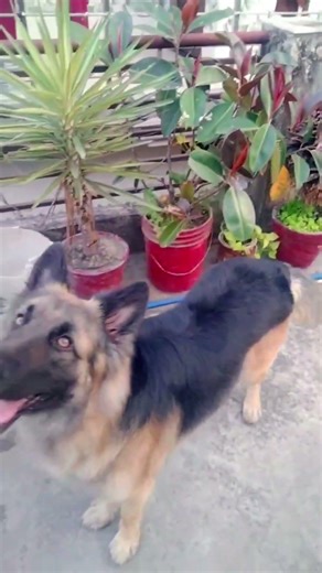 "Danger Mode ON 😱 | German Shepherd Attack Position में… सावधान!"