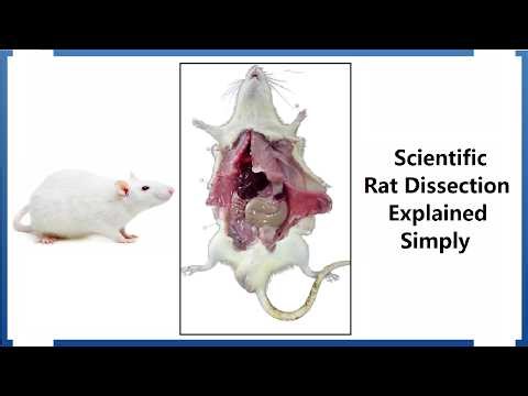 Rat Dissection Procedure - Step-by-Step Demonstration for Organ Collection