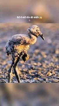पैरों में बंधी मौत की जंजीर 😱🦩 | Flamingo Survival Story #animals #shorts