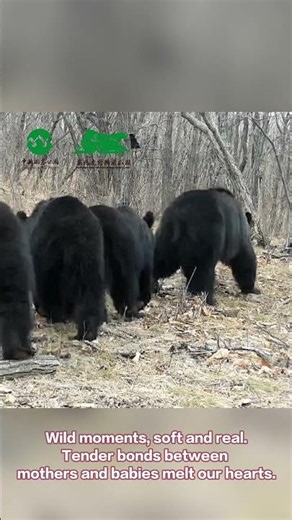 Heartwarming! Real Shots Of Wild Mothers And Babies Together | iPanda #shorts
