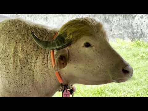 Bangladesh’s ‘Trump’ buffalo dodges Eid sacrifice