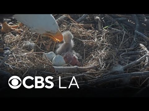 Big Bear community rejoices after two newest eaglets hatch to Bald Eagles Jackie and Shadow
