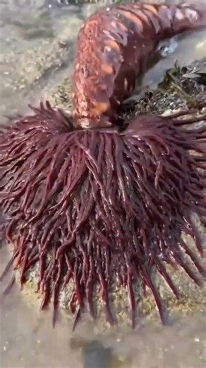 WILD Alien Creature Found Crawling on Rocks! 👽😱 What is this?!#natureshorts #mystery #wildlife
