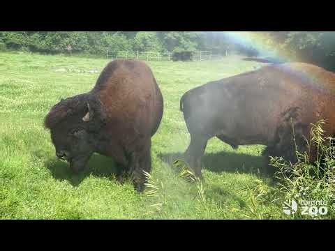 15 Years of Bison Reproductive Research 🦬
