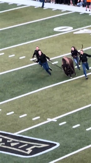 Ralphie the buffalo runs at Colorado game