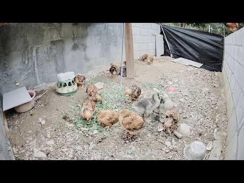 🔴🐔 Live Chicken Farm Cam | Real Farm Life, Watch Chickens Eat, Run & Grow🐔 养鸡场实时直播｜看鸡吃饭、跑动、成长全过程