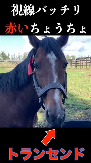 【視線バッチリ赤いちょうちょ】#邦枝門 #ヴェルサイユリゾートファーム #ウマ #horse #癒し #animals #トランセンド #youtubeshorts