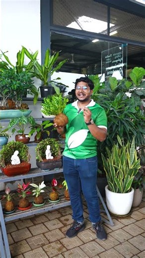 Looking for a Self Watering Pot? This Japanese Kokedama pot blends tradition with beauty. 🌱