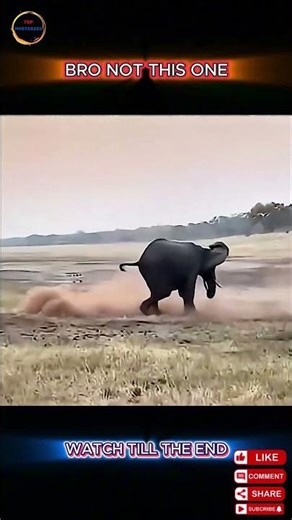 Fearless Honey Badger vs Python AND Elephant – Insane Battles You Won't Believe!