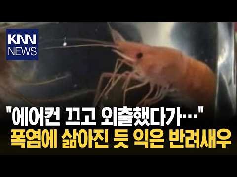 전기요금 아끼려 에어컨 껐다가 수조 속 새우 붉게 익은 채 발견 / KNN