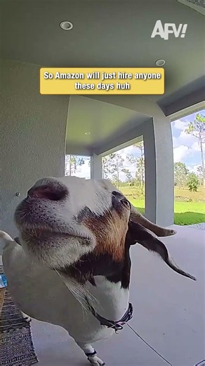 This delivery driver is a little different 🐐👀 #funny #goats #viral