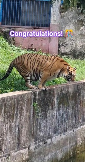 How Does A Pregnant Tiger Look Like? #pregnancy #tiger #tigress