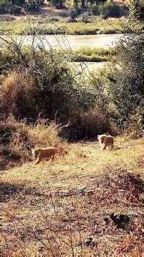 TINY LION CUBS... Following Mom Into The Wild 🦁❤️