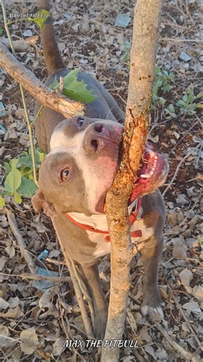 Pitbull 👑Vs Hippopotamus 🦛 #max #pitbull #facts #dogvideos #shorts #dogshorts #pets #dog #dogbreeds